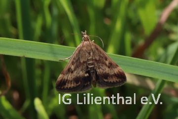 Olivbrauner Zünsler Olivbrauner Zünsler