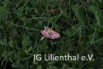 Purpurroter Zünsler Purpurroter Zünsler