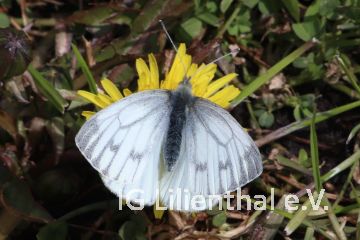 Rapsweißling Rapsweißling