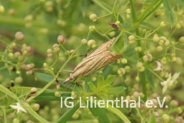 Rispengraszünsler Rispengraszünsler