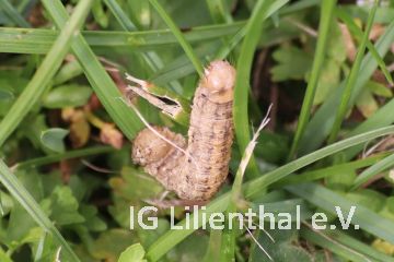 Schmalflügelige Erdeule Schmalflügelige Erdeule