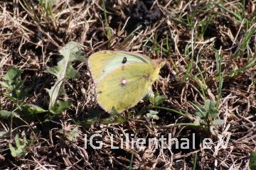 Südlicher Heufalter Südlicher Heufalter