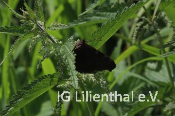 Tagpfauenauge Tagpfauenauge