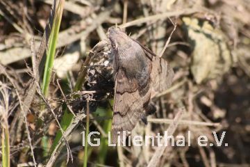 Taubenschwänzchen Taubenschwänzchen
