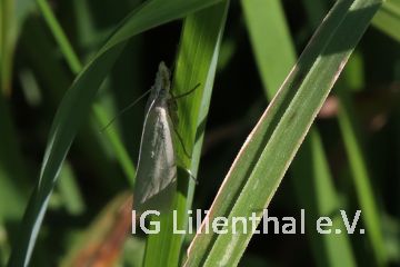 Weißer Graszünsler Weißer Graszünsler