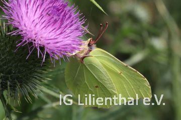 Zitronenfalter Zitronenfalter