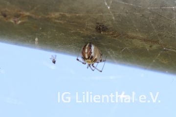 Haubennetzspinne Haubennetzspinne