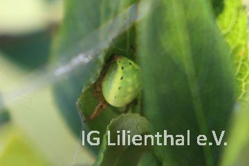 Kürbisspinne Kürbisspinne