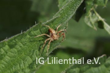 Flachstrecker Flachstrecker