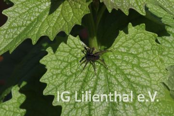 Wiesenlaufwolf Wiesenlaufwolf