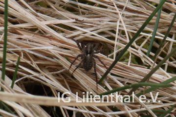 Wiesenlaufwolf Wiesenlaufwolf