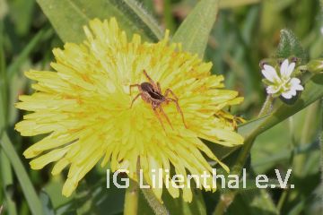 Magerrasen-Laufwolf Magerrasen-Laufwolf