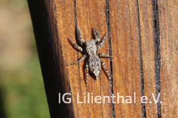 Rindenstreckspinner Rindenstreckspinner