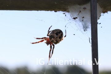 Schilfradspinne Schilfradspinne
