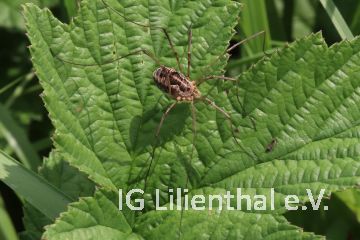 Schwarzaugenkanker Schwarzaugenkanker