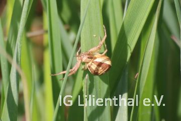 Sumpfkrabbenspinne Sumpfkrabbenspinne