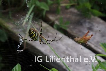 Wespenspinne Wespenspinne