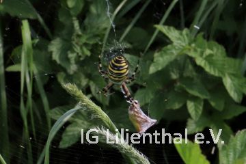 Wespenspinne Wespenspinne