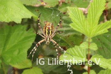 Wespenspinne von unten Wespenspinne von unten