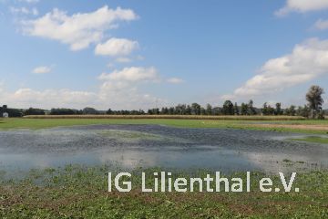 Wasserflug? Wasserflug?