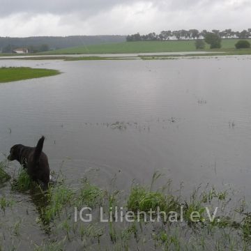 Pisten-Suchhund Pisten-Suchhund