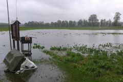 Wasserfliegen im Juni