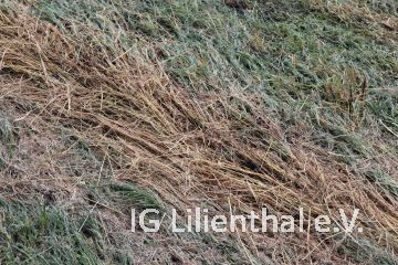 Platte Wiese Platte Wiese