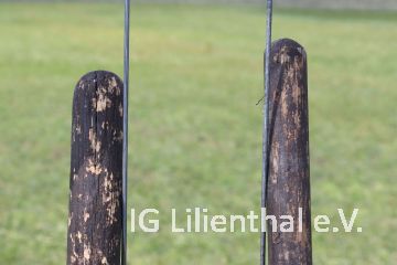 Gefleckte Stiele Gefleckte Stiele