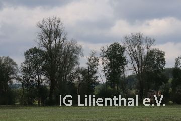 Ziemlich gerupft Ziemlich gerupft